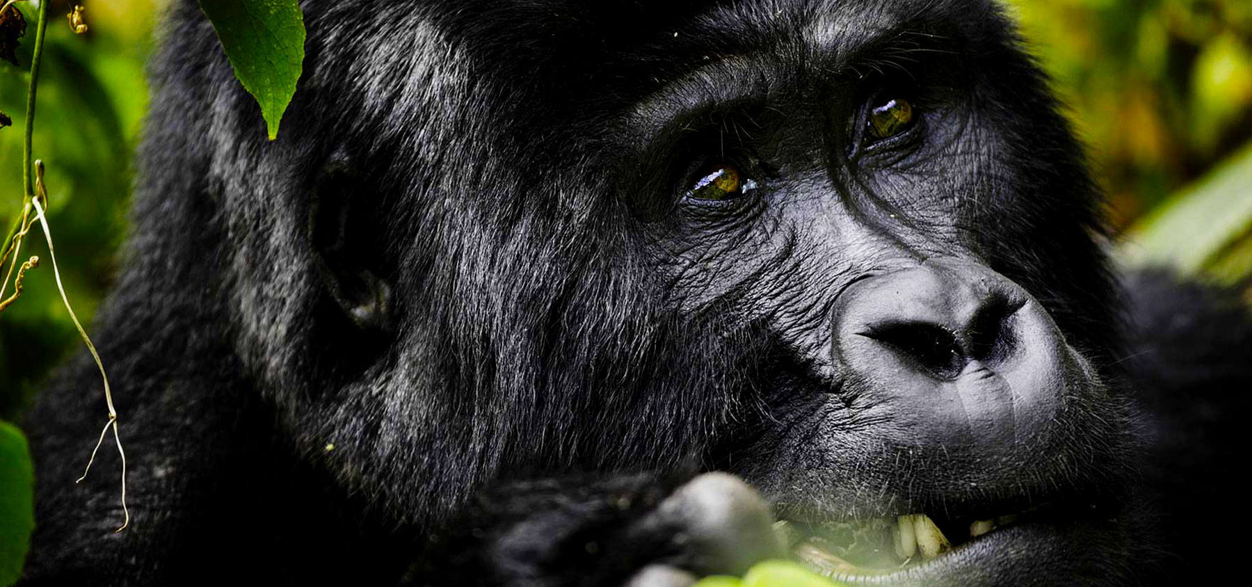gorilla-trekking-tours-in-uganda-and-rwanda