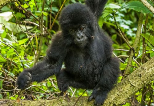 4 Day Rwanda Gorilla Trekking Safariris