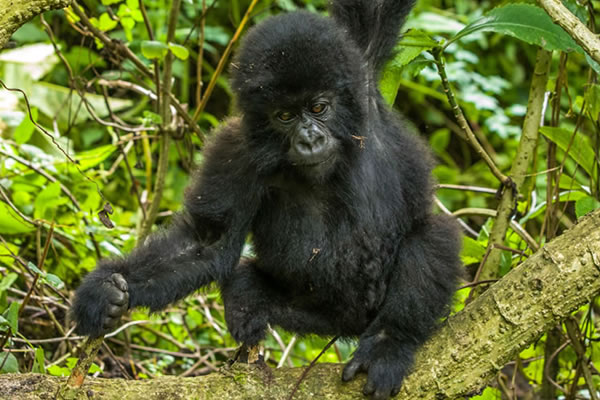Uganda Gorilla & Wildlife