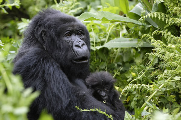 4 Day Mgahinga Gorilla safari & Batwa Trail