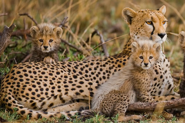 Ngorongoro crater safari