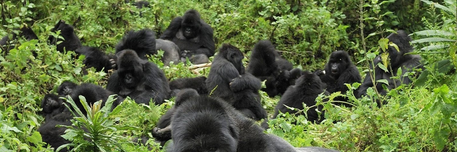 Gorilla Tours in Uganda