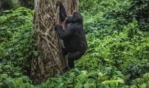 Things to do and see in bwindi impenetrable park