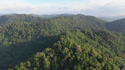 Nyungwe Forest National Park