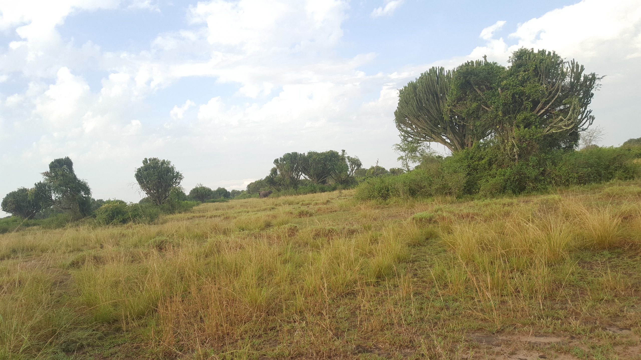 Mikumi National Park