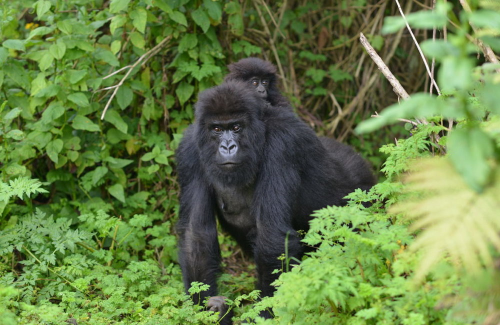 Reasons Why You Should Track Uganda gorillas