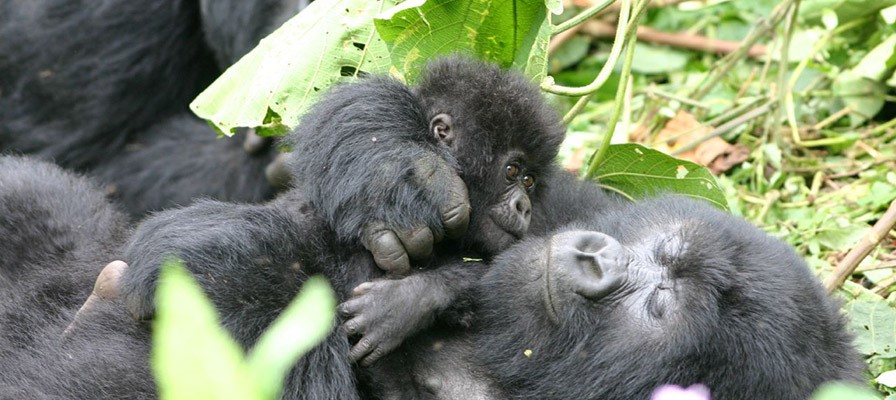 Uganda