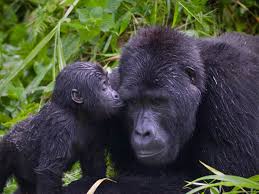 7 days Congo gorillas and chimpanzee