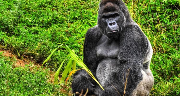 How to acquire Rwanda gorilla permit