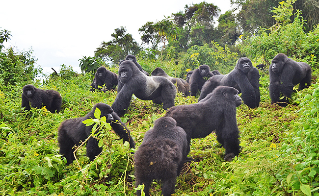 Luxury Gorilla Adventures in Uganda