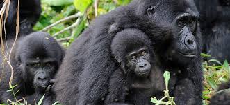 major activities to do at Mgahinga Gorilla National Park?