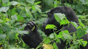 10 Days Uganda Wildlife, Gorillas & Chimps