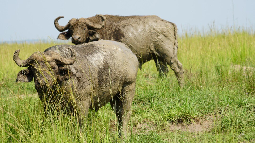 Lake Nakuru & Maasai Mara Safari