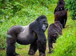 Fly to Kigali Rwanda and Trek gorillas in Uganda