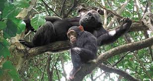 3 Day Nyungwe Forest National Park