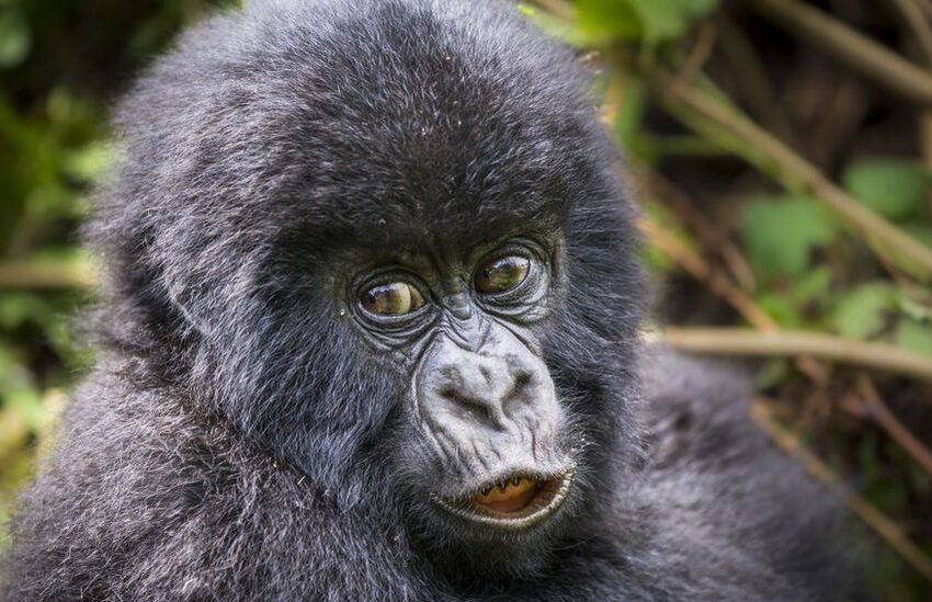 What are the chances of seeing the mountain gorillas