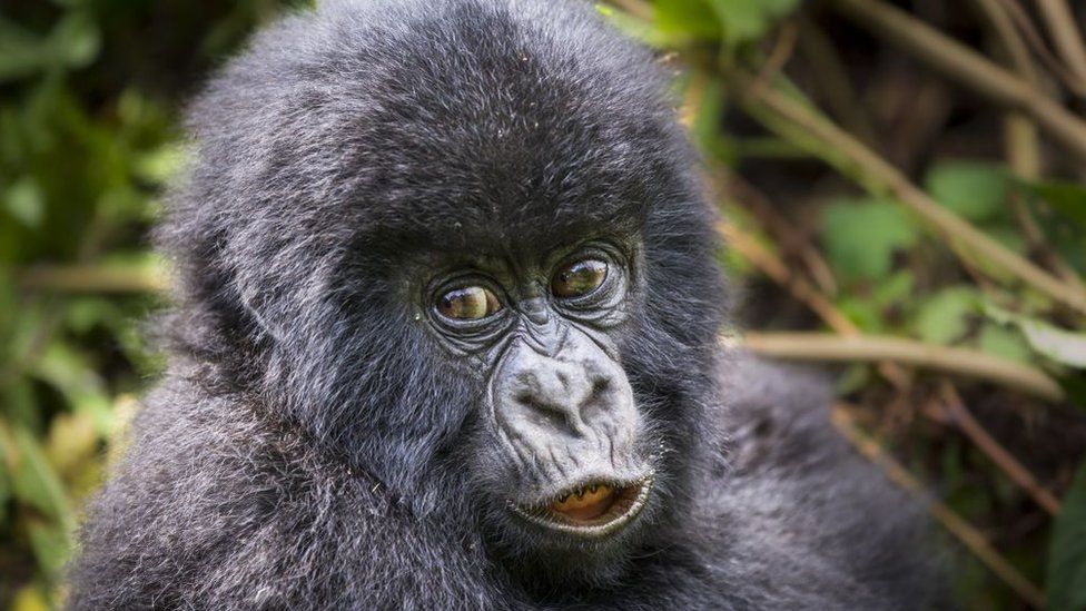 What are the chances of seeing the mountain gorillas