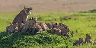 Culture & Wildlife Safari in Kenya