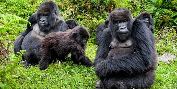 Rwanda Gorillas primates & wildlife