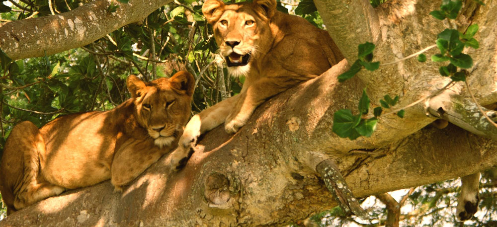 Primates and Wildlife Tours in Africa