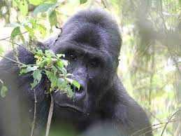 Gorillas and Wildlife Protection DR. Congo
