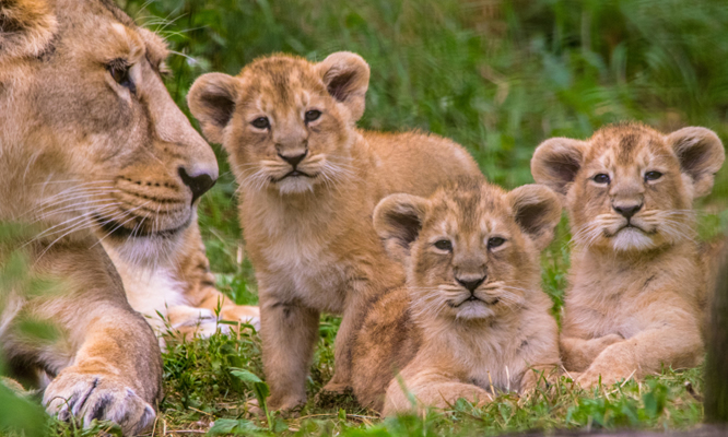 3 Day Akagera National Park