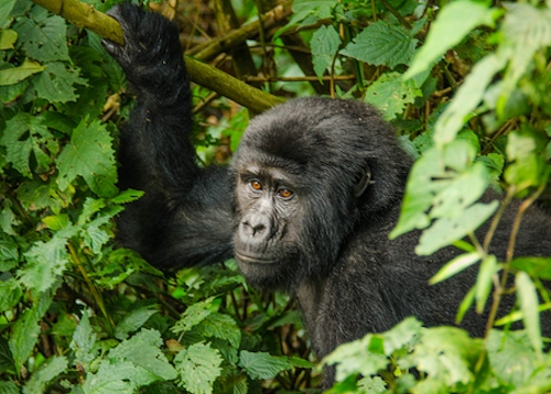 Bwindi a home to the mountain gorillas