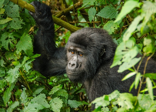 Rwanda Gorillas primates & wildlife