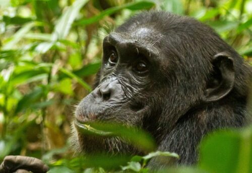 5 best places to see chimpanzees in Uganda
