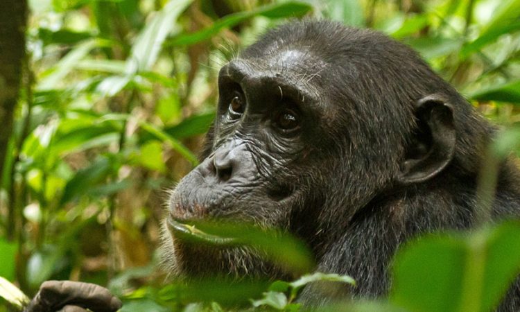 5 best places to see chimpanzees in Uganda/Mum and Dad Uganda Tours