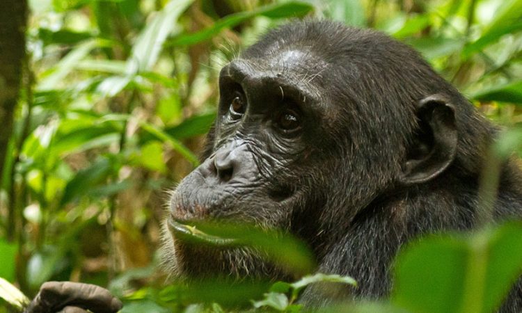 5 best places to see chimpanzees in Uganda