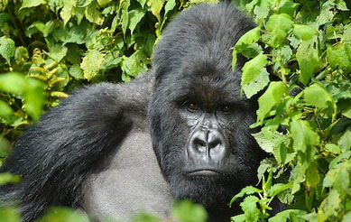 3 Days Congo Gorilla safari