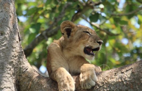 Uganda Safaris to book in 2022/2023