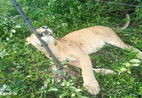 Three lions found dead on electrified fence of safari lodge in park