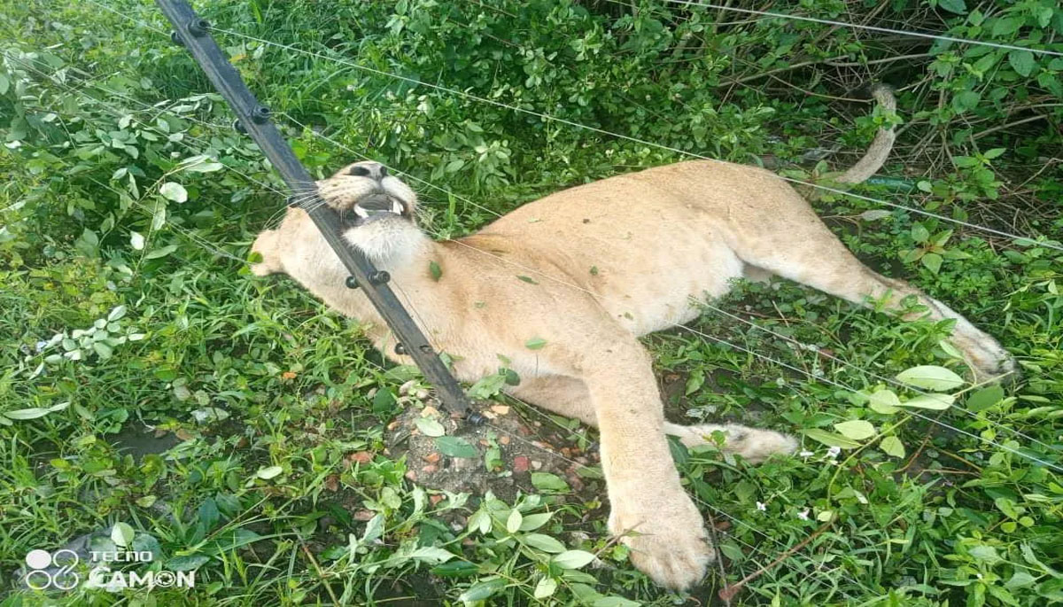 Three lions found dead on electrified fence of safari lodge in park
