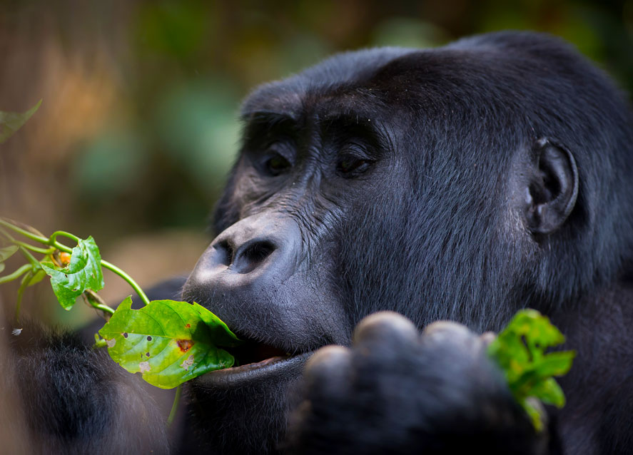 uganda-gorilla trekking safari trip by Mum and Dad Uganda tours