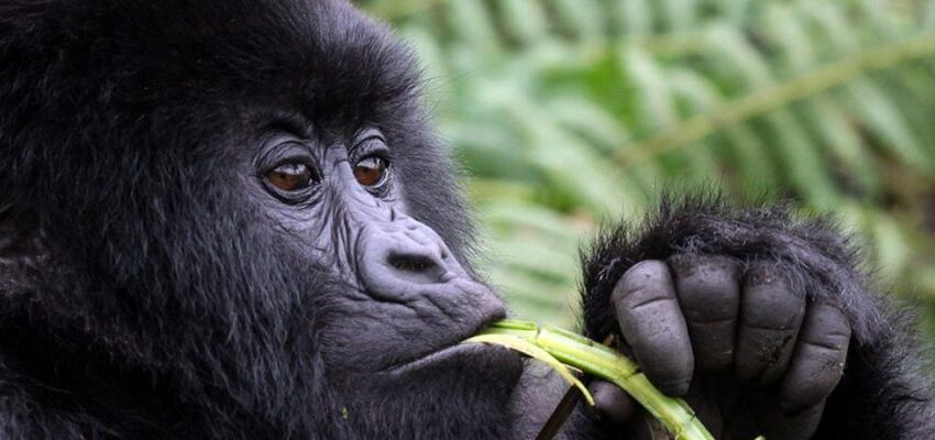Affordable Gorilla Trekking and wildlife Safaris in Uganda