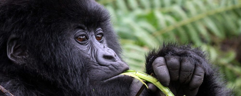 Affordable Gorilla Trekking and wildlife Safaris in Uganda