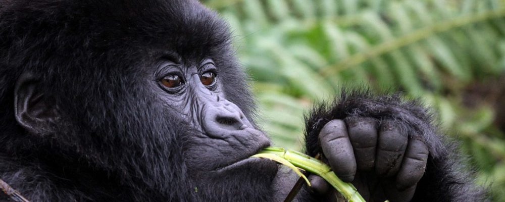 Uganda Gorilla Trekking Safari