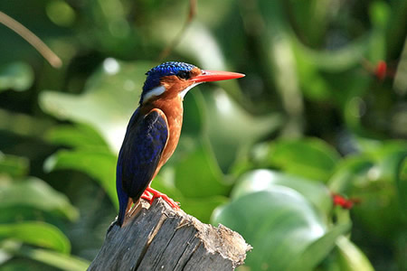 1 day mabira forest birding