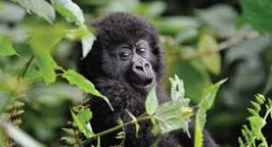 12 Day best of Rwanda