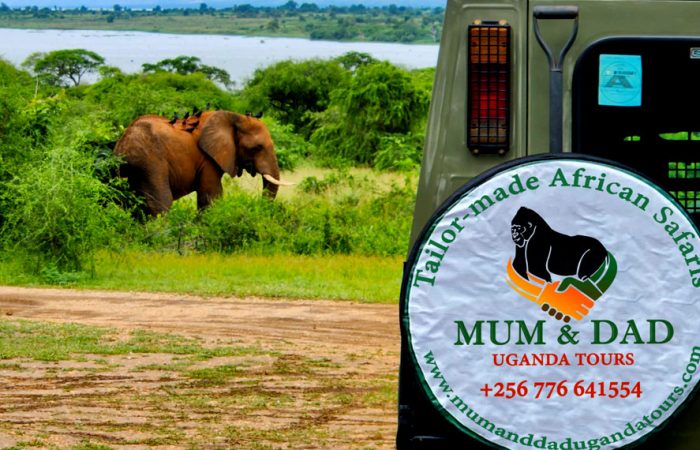 12-day-best-of-uganda-rwanda-safari-tour