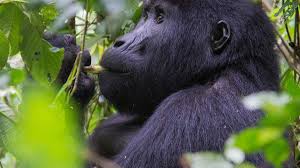 14 Day Uganda Wildlife & Cultural Safari Tour