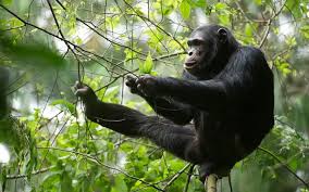 18 Day Uganda Rwanda Safari Holiday