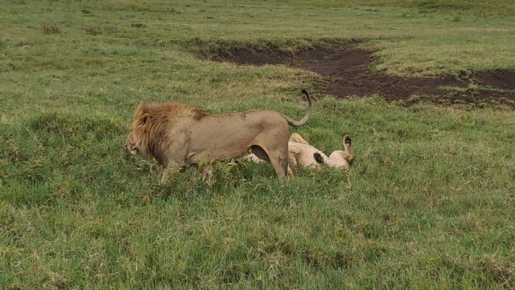 3 Days Queen Elizabeth National Park