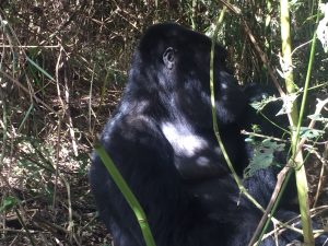 3 Days Uganda Gorilla Trekking Safari