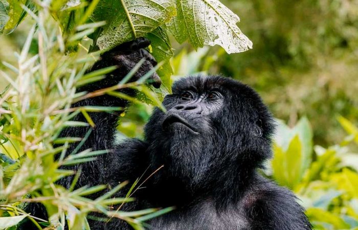 3-days-uganda-gorilla-trekking-safari