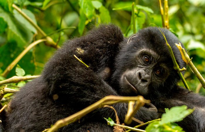 3-days-uganda-gorilla-trekking-tour-from-rwanda