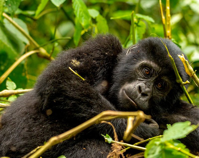 3-days-uganda-gorilla-trekking-tour-from-rwanda