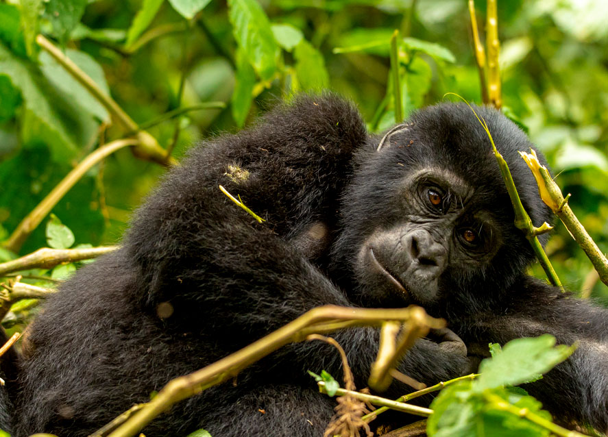 3 Days Uganda Gorilla Trek from Kigali